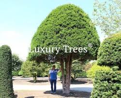 Reichlich schöne blüten entwickeln dagegen tulpenmagnolie und kugelkirsche. Gartenbaume Online Kaufen Luxurytrees Shop
