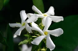 Image result for Jasminum breviflorum