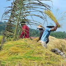 Download mp3 & video for: Tanam Sekali Petani Panen Padi Berkali Kali Dengan Teknik Salibu Jarwo Regional Liputan6 Com