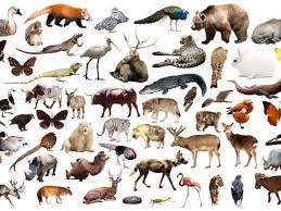 Animal Names For People Lounge Lizard Fat Cat And More Merriam Webster