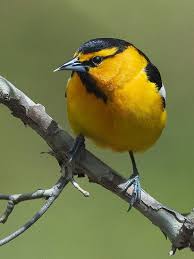 Birds That Look Like Orioles Bullock S Oriole Icterus Bullockii Birds Bees Butterflies Beautiful Birds Birds