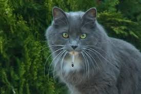 Even brief secondhand smoke exposure can damage cells in ways that set the cancer process in motion. Feline Lymphoma And Secondhand Cigarette Smoke Poc