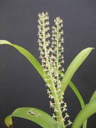 Image result for Liparis bowkeri