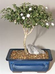 Bonsai care how to prune your bonsai tree part 1. Snow Rose Serissa Bonsai Tree Medium Serissa Foetida Bonsai Tree Types Snow Rose Buy Bonsai Tree