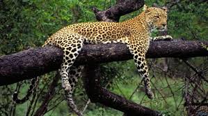 Pin On Animals Birds Creatures Caves