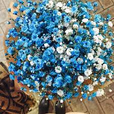 Baby S Breath Flower High Germination Flower Seeds Usa Garden Center
