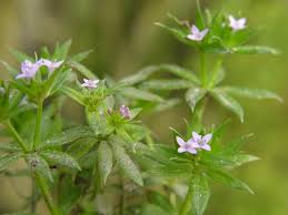 Image result for Sherardia arvensis