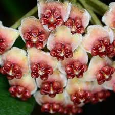 ¿necesita un tiesto más grande de lo habitual? Hoya Kerrii Flor De Cera Coracao Muda Pequena