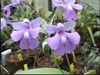 Image result for Cynorkis kassneriana