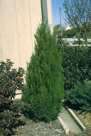 Blue point juniper trees for sale online blue point juniper (juniperus chinensis 'blue point') is a densely branched evergreen tree. Spartan Juniper Wyoming Plant Company