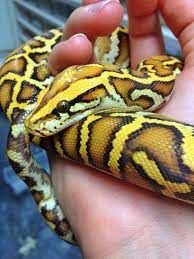 Caramel Burmese Python The Reptile Report Facebook Pet Snake Reptiles Cute Snake