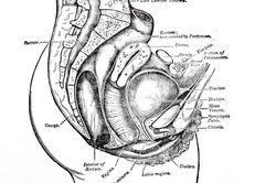 Bodenplatte wpc fur duschen gartendusche dusche garten / achten sie beim kauf auf einen großen wassertank. Vagina Von Innen Anatomische Erklarung