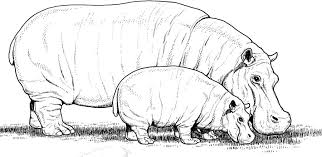 Make a fun coloring book out of family photos wi. Coloring Pages Coloring Pages Hippopotamus Printable For Kids Adults Free