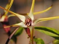 Image result for Rhynchosia albissima