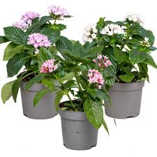 Borrowed from ancient greek πέντε (pénte, five); Mischen Sie 3x Pentas Lanceolata Kaufland De