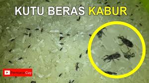 Lalu, bagaimana cara menghilangkan kutu pada beras anda? Cara Ampuh Usir Kutu Beras Youtube