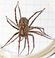 Image result for Vangueria ferruginea