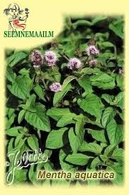 Image result for Mentha aquatica