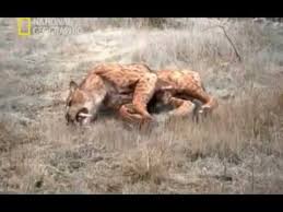 Maybe you would like to learn more about one of these? La Extincion Del Tigre Dientes De Sable Documental National Geographic Youtube