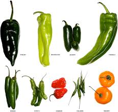 a visual guide to peppers and chilis gear patrol