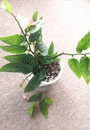 Image result for Begonia lacunosa