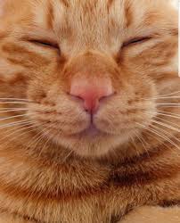 Cats That Dont Shed Catsyellow Key 4939056314 Sevimli Kedi Yavrulari Sevimli Kediler Ve Komik Hayvan