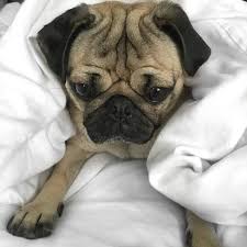when u realize it s the last day of the weekend doug the pug carlin chien pug chien