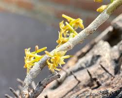 Image result for Tridactyle scottellii