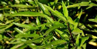 Jaga selalu kesehatan tubuh dan cepat tanggap jika tubuh terasa bermasalah agar risiko kesehatan yang lebih parah bisa segera ditangani. Resep Herbal Keseleo Untuk Mengobati Bengkak Dan Nyeri Terkilir Deherba Com