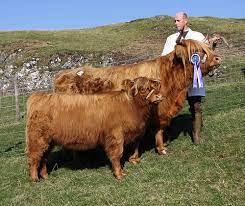 Temperate Climate Permaculture Heritage Breeds Highland Cattle