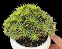 Image result for Geigeria brevifolia