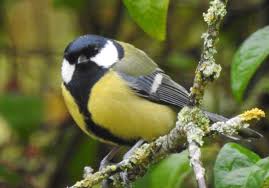 Ce type de chenille poilue n'est autre que la larve d'un papillon de nuit appelé le thaumetopoea pityocampa. 9 Oiseaux Predateurs De La Chenille Processionnaire Du Pin Oiseaux Et Papillons Au Jardin