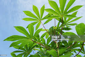 Image result for Manihot esculenta