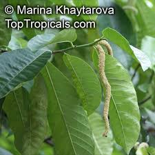 Image result for Streblus