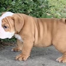Red A Red White Male Bulldog Puppy 650422 Puppyspot
