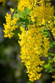 Image result for Laburnum anagyroides
