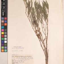 Image result for Dolichos kilimandscharicus