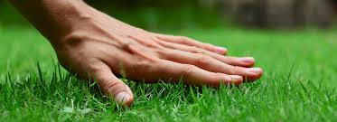 Imagenes fotos de stock y vectores sobre. 7 Lawn Care Myths Bioadvanced