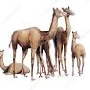 The two true camels and the four south american camelids. 1