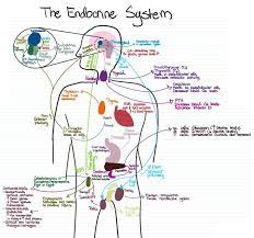 The Most Concise Visual Representation Of The Endocrine System Glands And Hormones I Could Possibly Make Mc Endocrine System Mcat Endocrine System Hormones