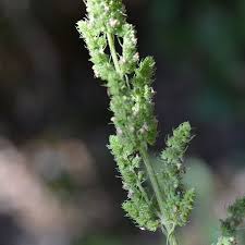 Image result for Mesosphaerum pectinatum