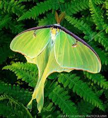 Luna Moth On Ferns Luna Moth Moth Symbolism Moth
