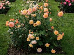 Beetrose Gartenspass Rosa Gartenspass Pflanzen Rosen Beet Garten