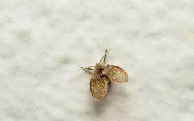 Drain flies sometimes appear suddenly and become a nuisance in homes and buildings. How To Get Rid Of Drain Flies Terminix