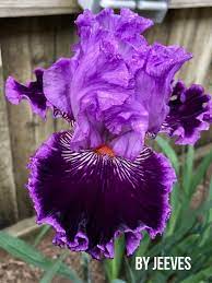 Pin On Beautifully Iris