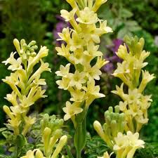 Image result for Polianthes tuberosa