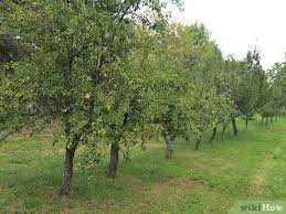 Buy peat fruits&fruit trees and get the best deals at the lowest prices on ebay! How To Buy Fruit Trees 13 Steps With Pictures Wikihow