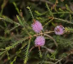 Image result for Melaleuca decussata