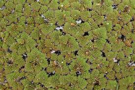 Image result for Azolla pinnata