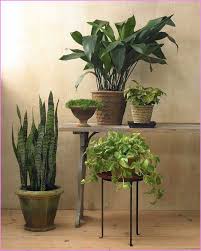 Indoor Hanging Plants חיפוש ב Google Hanging Plants Indoor Best Indoor Hanging Plants Low Light House Plants